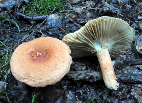 hygrophorus milkcap