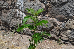 Brongniartieae