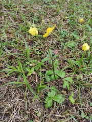 Ranunculus japonicus
