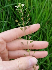 Capsella bursa-pastoris