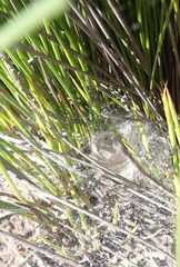 Hypodiscus willdenowia