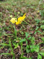 Ranunculus japonicus