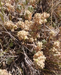 Teucrium gnaphalodes