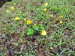 Ranunculus japonicus