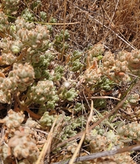 Teucrium gnaphalodes
