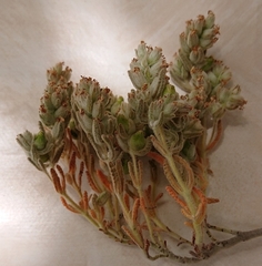 Teucrium gnaphalodes