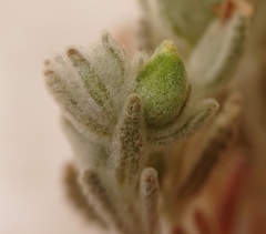 Teucrium gnaphalodes
