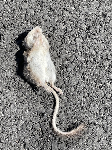 iNaturalist observation photo of Merriam's Kangaroo Rat