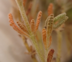Teucrium gnaphalodes