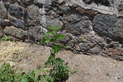 Brongniartieae