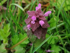 Lamium purpureum