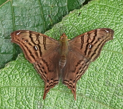 Hypanartia dione