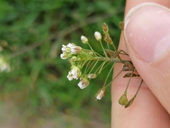 Capsella bursa-pastoris