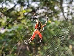 Neoscona oaxacensis