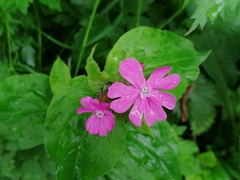 Silene dioica