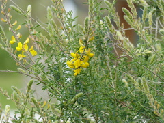 Adenocarpus complicatus