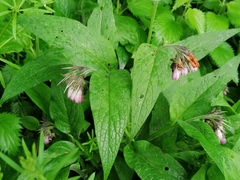 Symphytum officinale