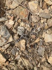 Eusparassus