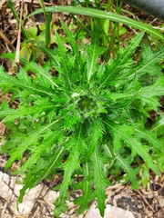 Cirsium japonicum