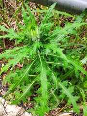 Cirsium japonicum