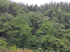 Alniphyllum fortunei