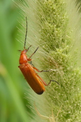 Rhagonycha fulva