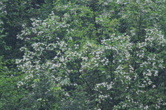 Alniphyllum fortunei