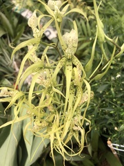 Brassia verrucosa