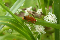 Rhagonycha fulva