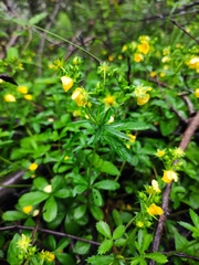 Potentilla kleiniana