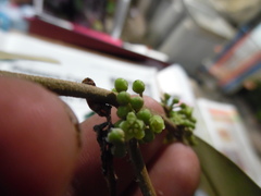 Chrysophyllum mexicanum