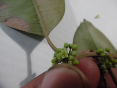 Chrysophyllum mexicanum