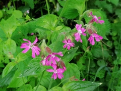 Silene dioica