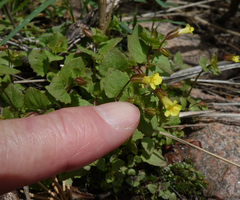 Erythranthe glabrata