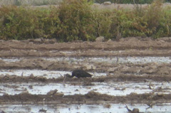 Plegadis falcinellus