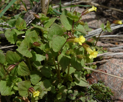 Erythranthe glabrata