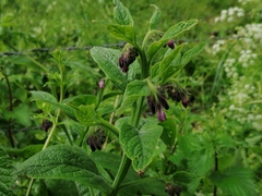 Symphytum officinale