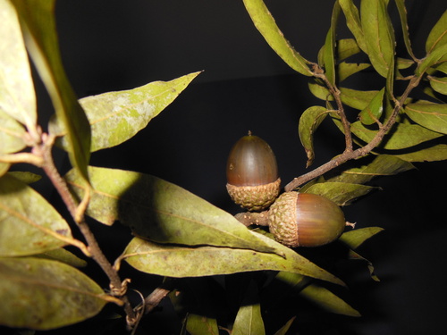 Quercus acatenangensis