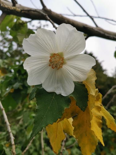 Corynabutilon vitifolium, photograph 1