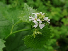 Alliaria petiolata