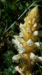 Orobanche hederae