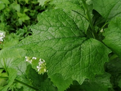 Alliaria petiolata
