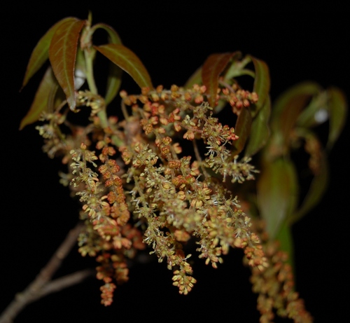 Quercus acatenangensis