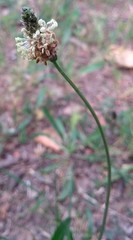 Plantago lanceolata
