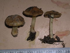 Inocybe fulvilubrica