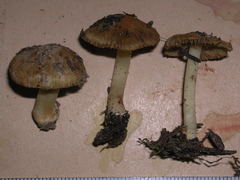 Inocybe fulvilubrica