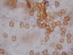 Inocybe fulvilubrica