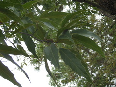 Quercus acutifolia
