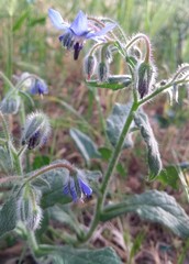 Borago officinalis