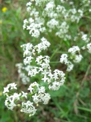 Galium